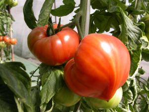 龍ケ崎トマトの写真