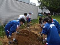 さつまいも植え