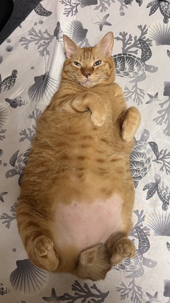 茶トラ猫