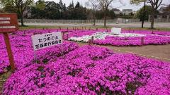 芝桜が咲いている写真