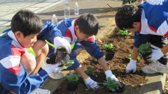 パンジー苗植え作業中の写真