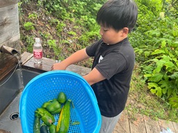 野菜摘み