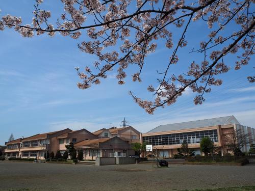 長山小学校校舎と桜の画像
