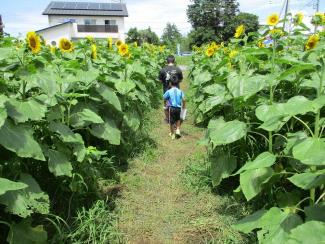 ひまわり迷路で遊ぶ子どもたち1