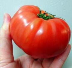 トマトを持つ手の写真