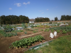 市民農園の写真2