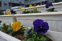 学校の花壇にパンジーが植えられました！