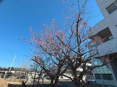 梅の木1