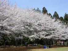 （森林公園）さくら