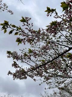 4月7日 ふれあい公園の花