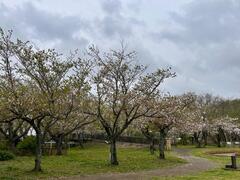 4月7日ふれあい公園全体