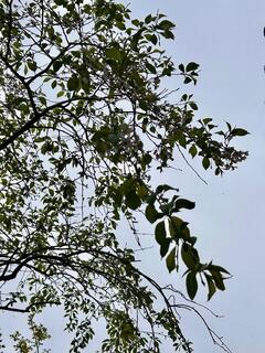 4月7日般若院シダレザクラ