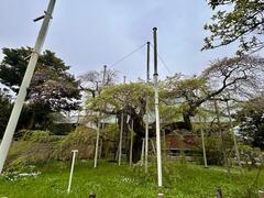 4月7日般若院シダレザクラ全体