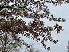 4月7日龍ヶ岡公園の花