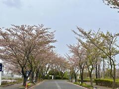 4月7日龍ヶ岡公園桜並木