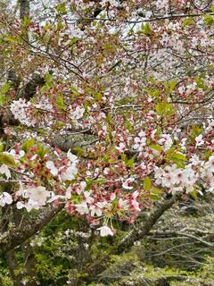 4月7日森林公園の花