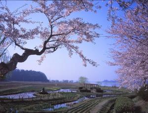 春のあやめ公園