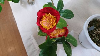 赤い椿の花