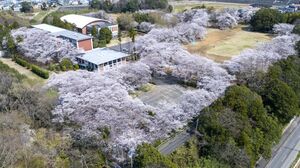 上空からの桜の写真。学校の敷地をぐるっと桜が囲んでいる