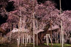 夜のシダレザクラ