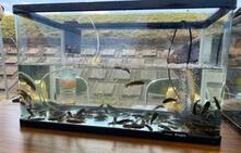 たくさんの小魚が釣れました