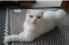 白い猫
