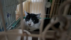 白黒の猫