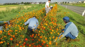 除草10