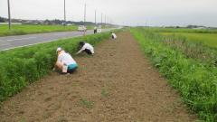 除草作業中の写真