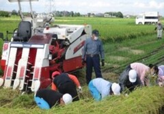 田植え体験